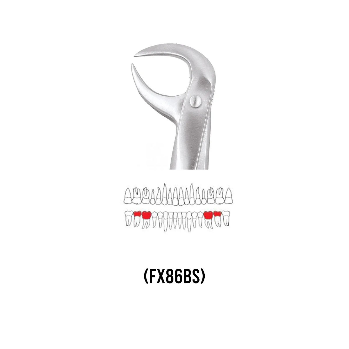 GDC Extraction Forceps Lower Molars - 86B Standard (FX86BS)