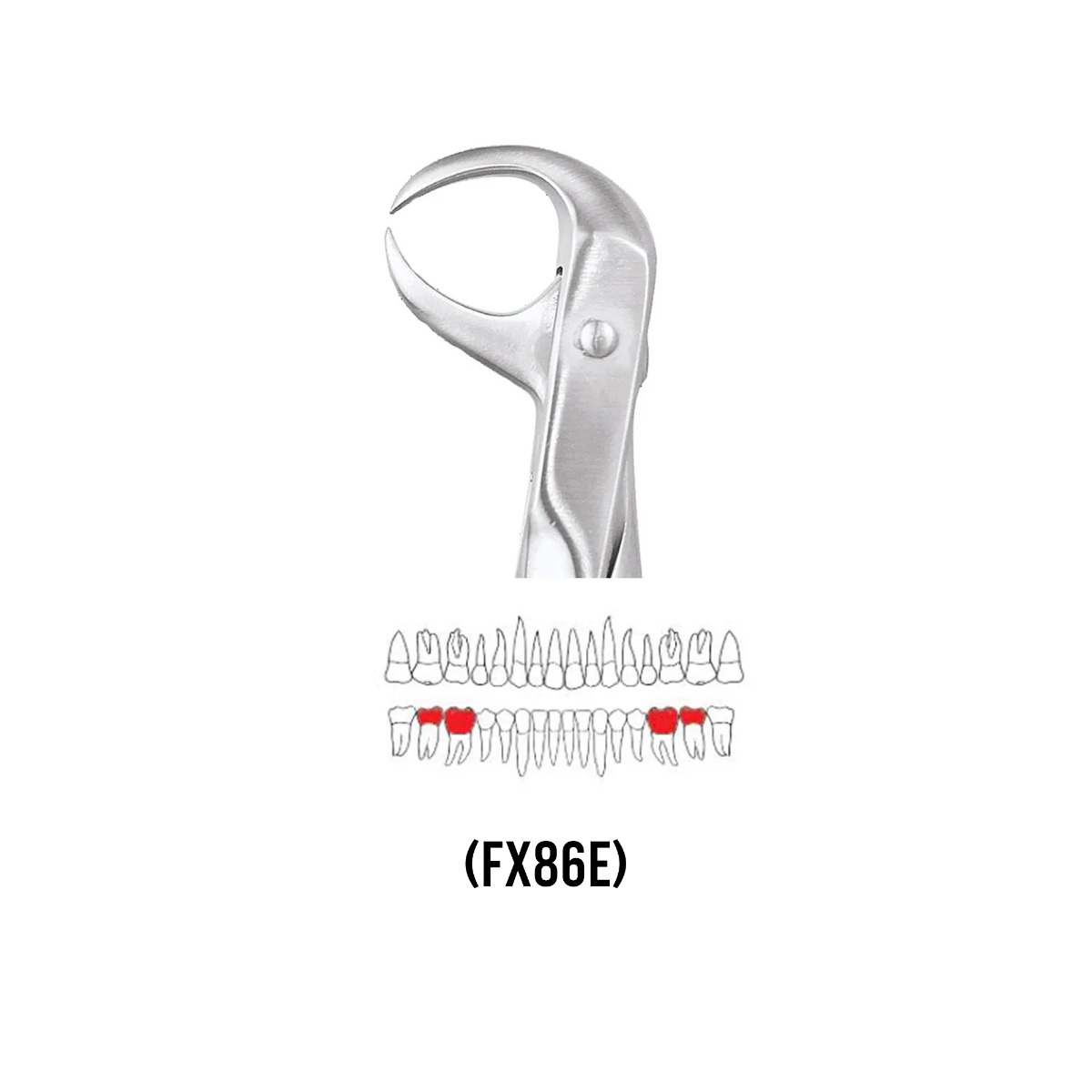 GDC Extraction Forceps Lower Molars - 86 Ergonomic (FX86E)