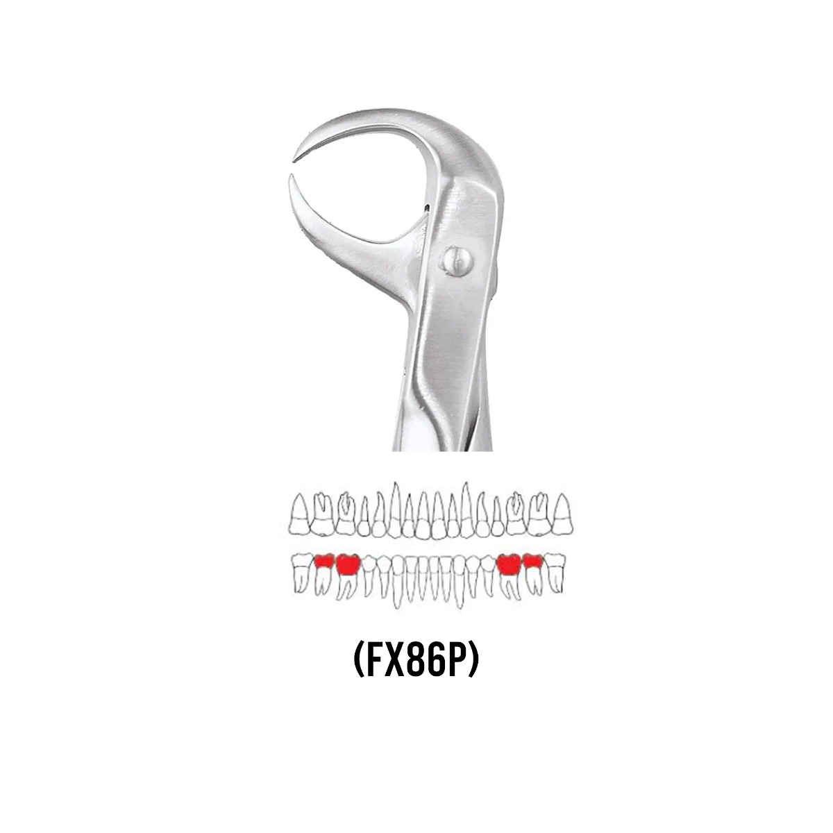 GDC Extraction Forceps Lower Molars - 86 Premium (FX86P)
