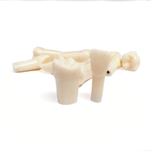 iDENTical Typodonts For Nissin Type Jaw Set - Individual (Compatible With Nissin M8011 Typodont Only)