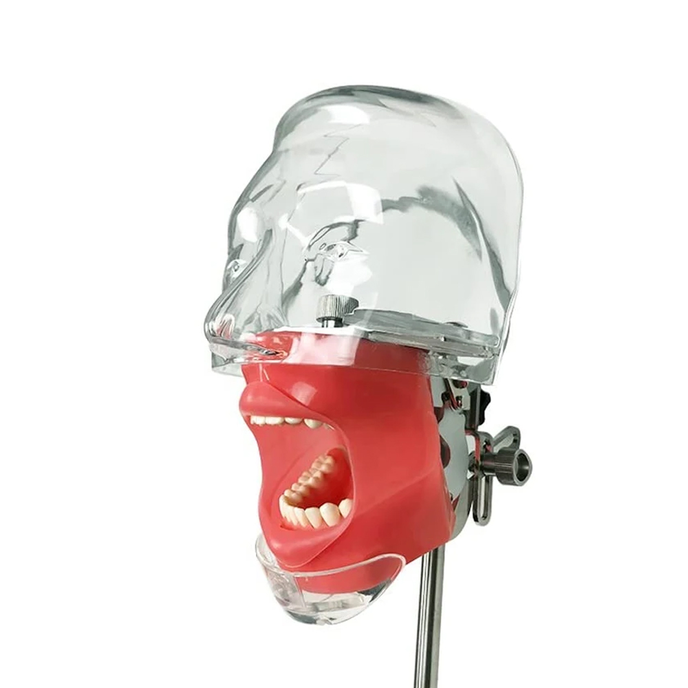 iDENTical Table Mount Portable Dental Manikin (M1003-3)