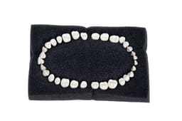 API Typodont Teeth Set with Screw