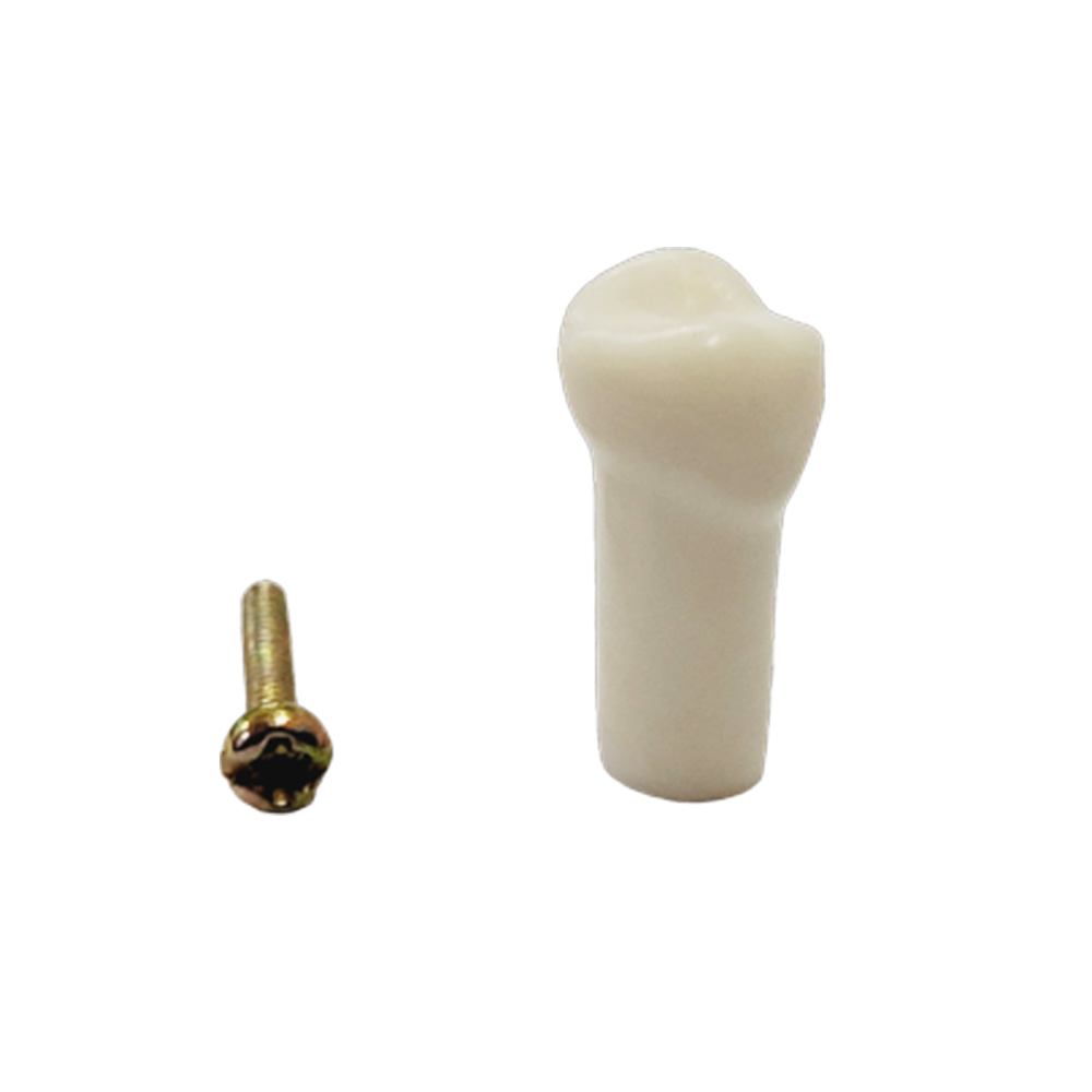 API Typodonts Individual -Pedo Size