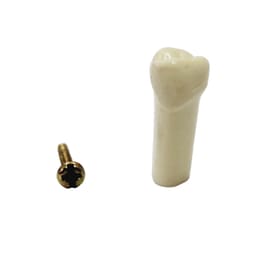 API Upper Right Decidious First Molar Typodonts Individual FZ (Pedo) #54