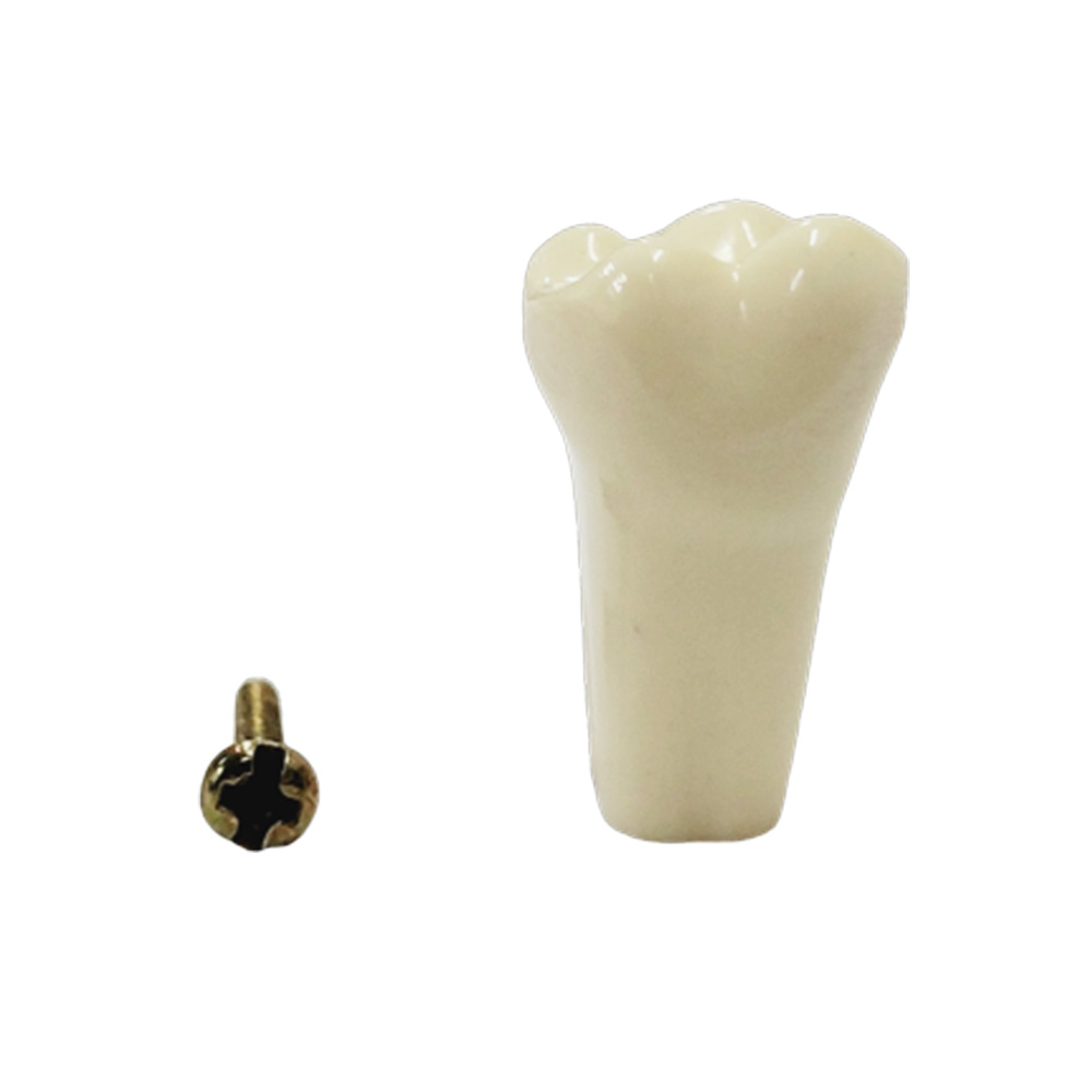 API Upper Left Second Molar Typodonts Individual-B561-27