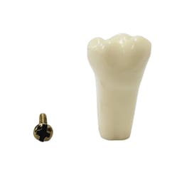 API Upper Left Second Molar Typodonts Individual-B561-27
