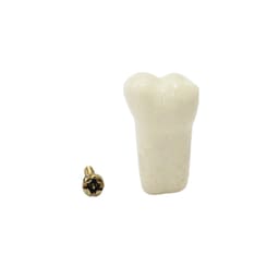 API Lower Left Second Molar Typhodonts Individual-B561-37