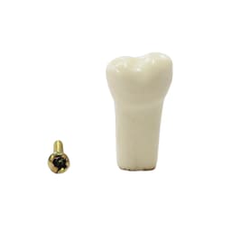 API Lower Left Third Molar Typodonts Individual-B561-38