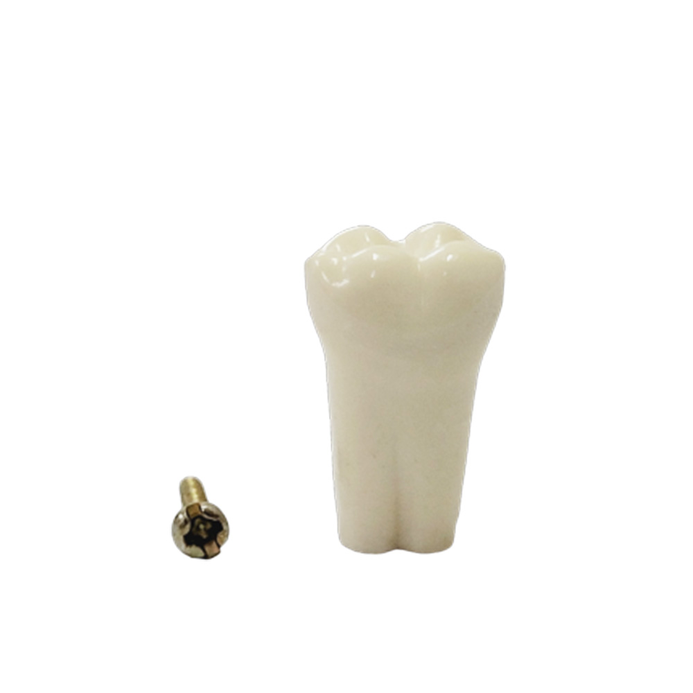 API Lower Right First Molar Typodonts Individual-B561-46