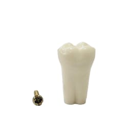 API Lower Right First Molar Typodonts Individual-B561-46