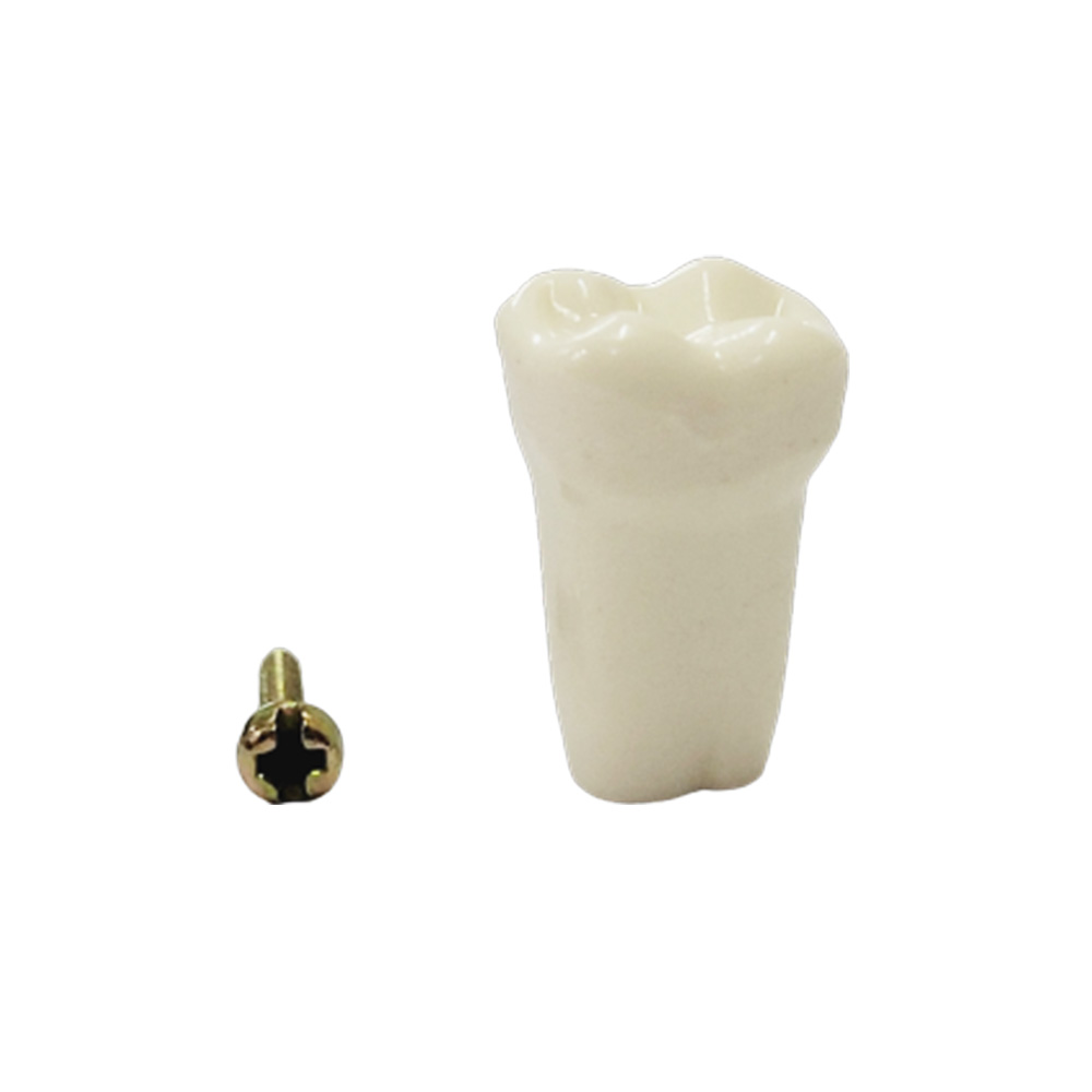 API Lower Right Second Molar Typodonts Individual-B561-47