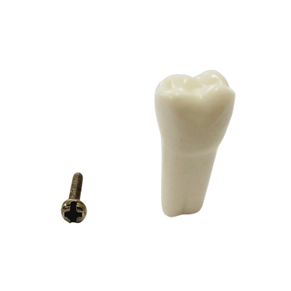 API Upper Right First Molar Typodonts Individual B561 - #16