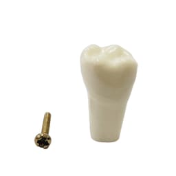 API Upper Left First Molar Typodonts Individual-B561-26