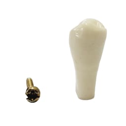 API Upper Left First Premolar Typodonts Individual-B561-24