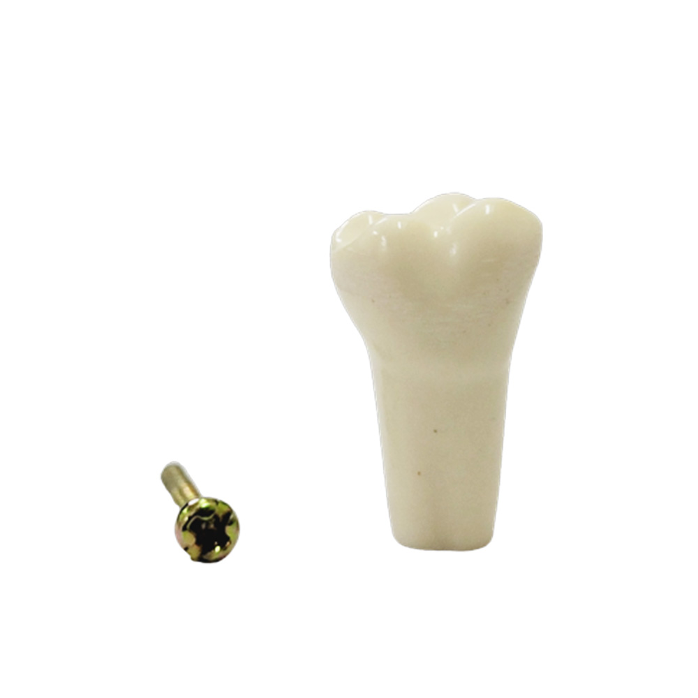 API Upper Left Lateral Incisor Typodonts Individual-B561-22