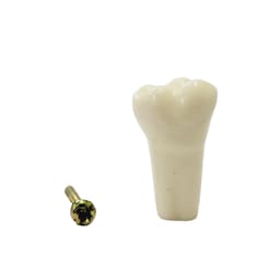 API Upper Left Lateral Incisor Typodonts Individual-B561-22