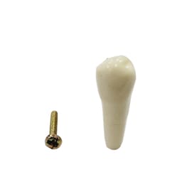 API Upper Right Second Premolar Typodonts Individual B561 - #15