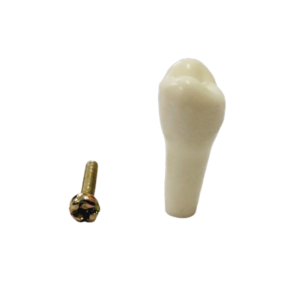API Upper Right First Premolar Typodonts Individual B561 - #14