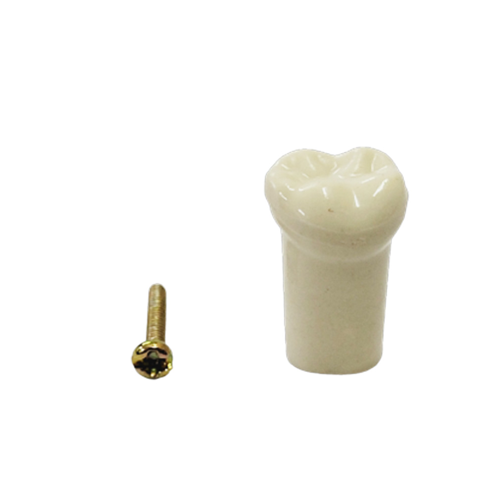 API Typodonts Individual -Pedo Size