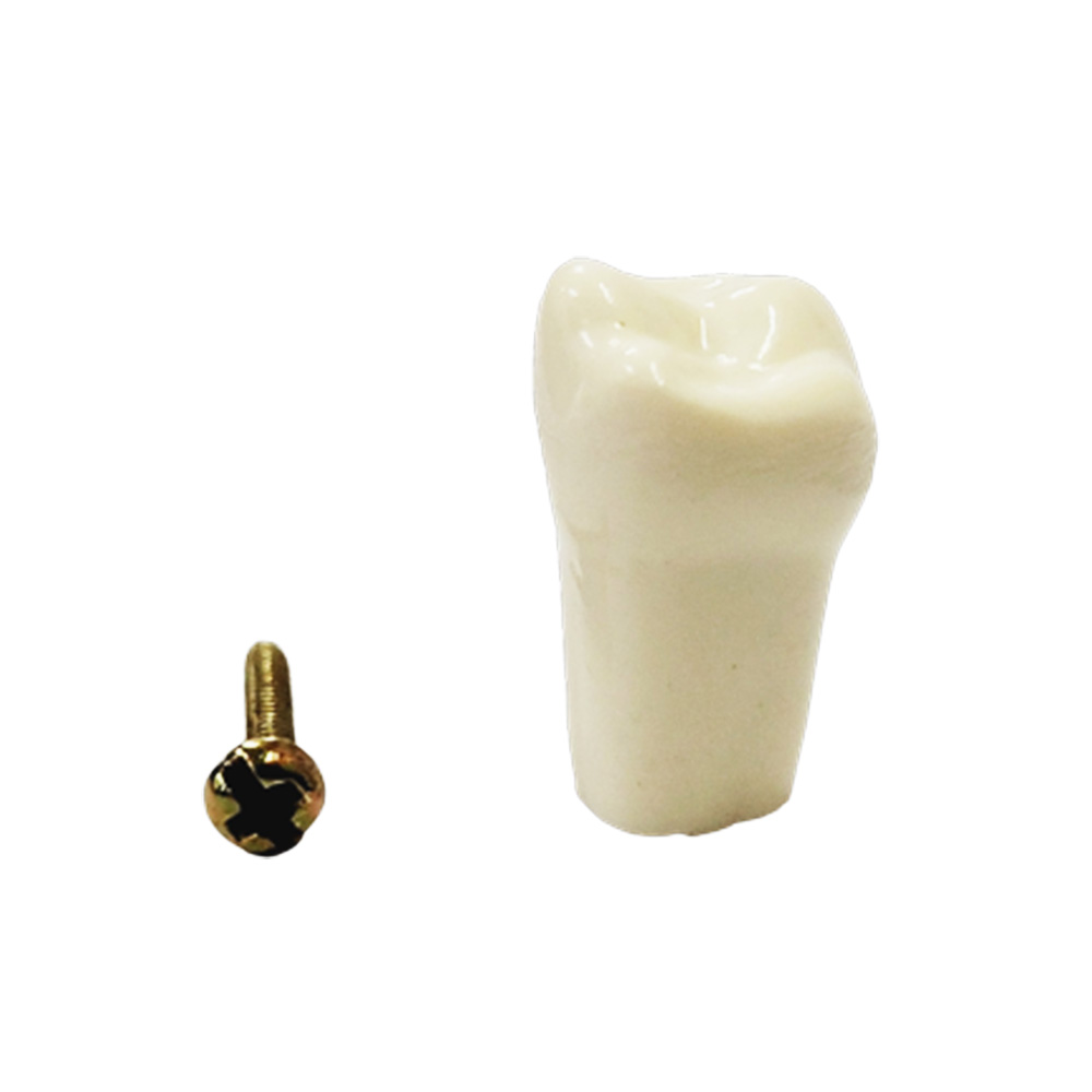 API Upper Right Third Molar Typodonts Individual B561 - #18