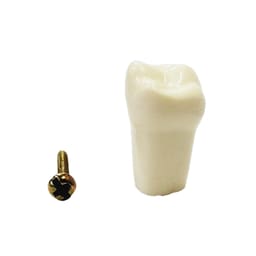 API Upper Right Third Molar Typodonts Individual B561 - #18