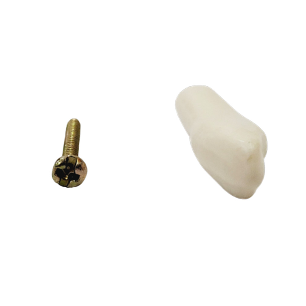 API Upper Left Third Molar Typodonts Individual-B561-28