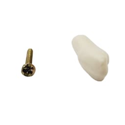 API Upper Left Third Molar Typodonts Individual-B561-28