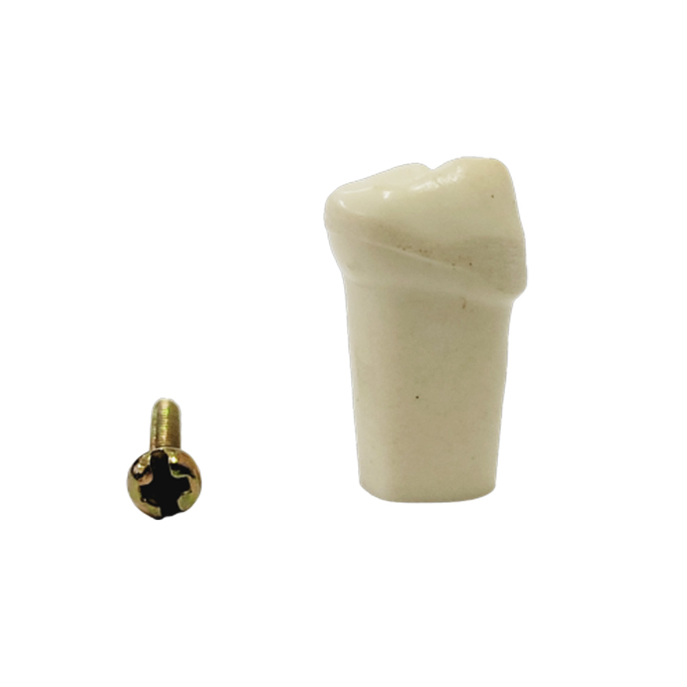 API Lower Right Decidious First Molar Typodonts Individual FZ (Pedo) # 84