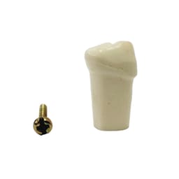 API Lower Right Decidious First Molar Typodonts Individual FZ (Pedo) # 84