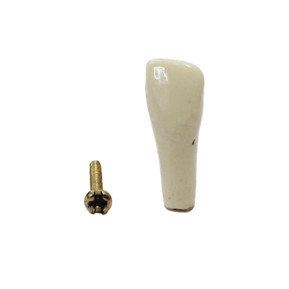 API Upper Right Lateral Incisor Typodonts Individual B561 - #12