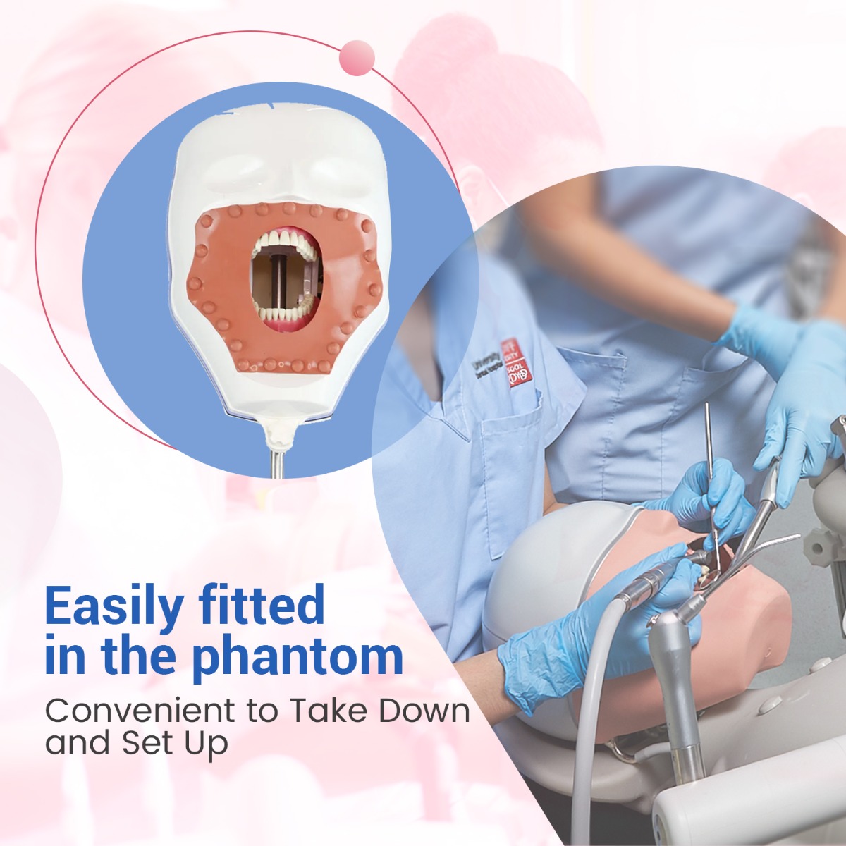 Api Jaw Set And Teeth B-561