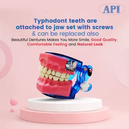 Api Jaw Set And Teeth B-561 - 4