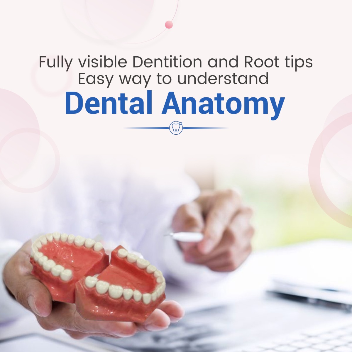 Api Jaw Set And Teeth B-561