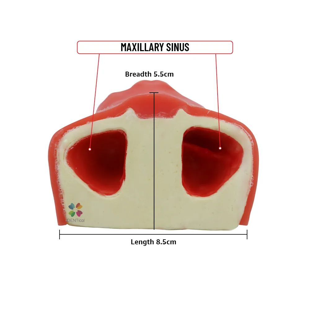 iDENTical Dental Sinus Lift Practicing Model M2014