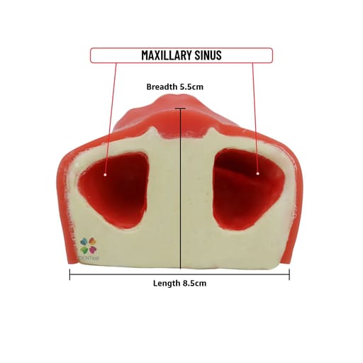 iDENTical Dental Sinus Lift Practicing Model M2014