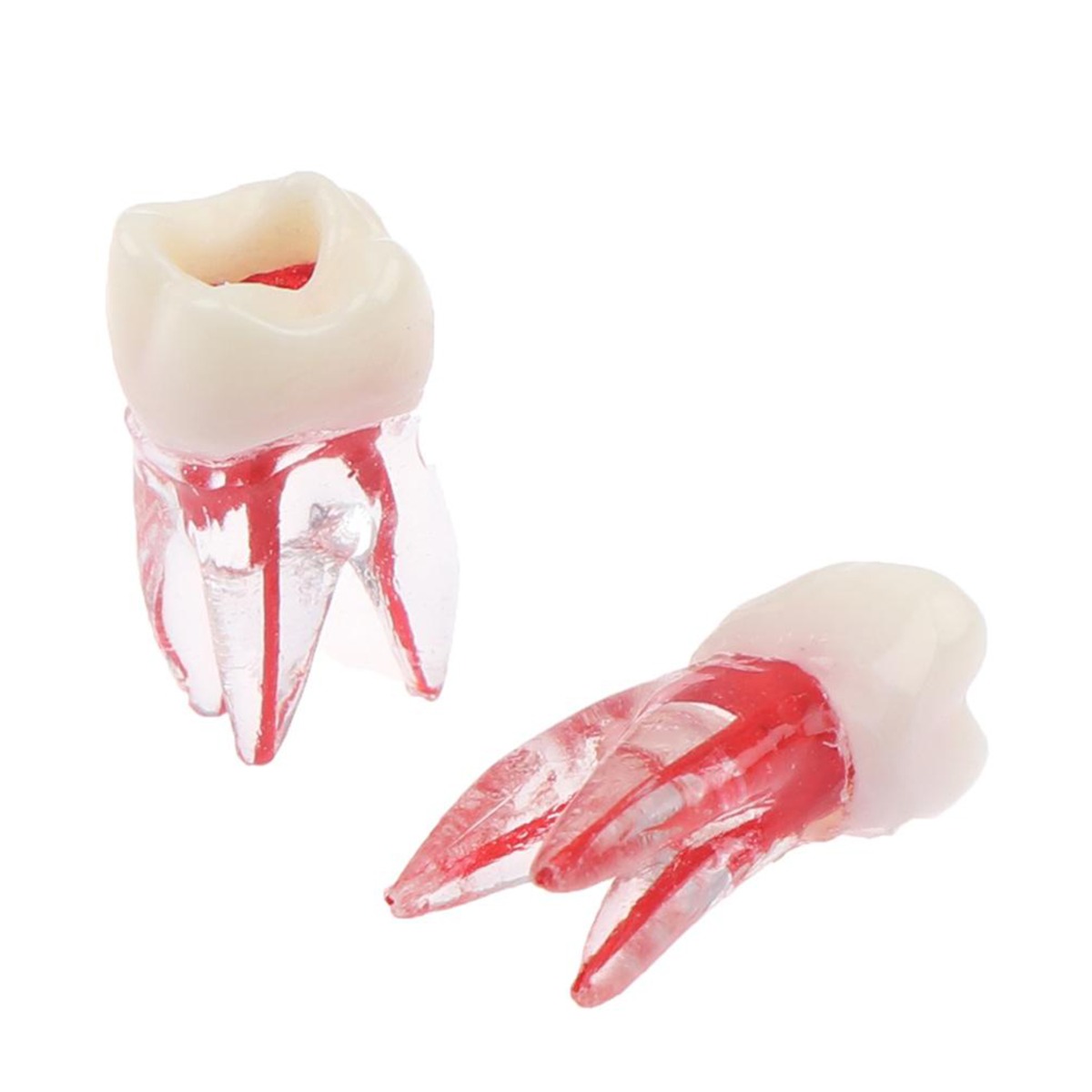 iDENTical Root Canal (RCT) Practice Tooth Model - M8008