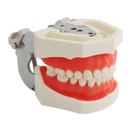 iDENTical Nissin Type Typodont Jaw Set M8011	 - 10