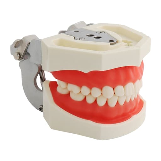 iDENTical Nissin Type Typodont Jaw Set M8011	