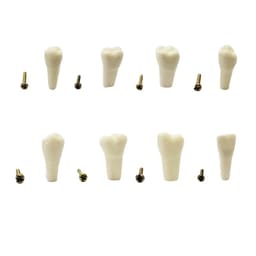 API Typodonts Individual B561 - Adult Size - 5