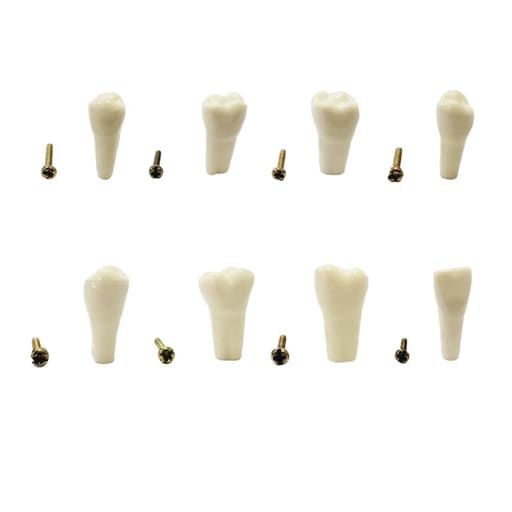 API Typodonts Individual B561 - Adult Size