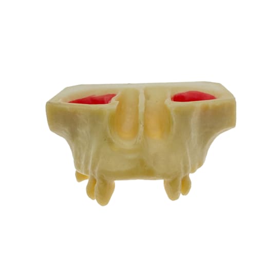 iDENTical Sinus Lift Practice Model M2013F