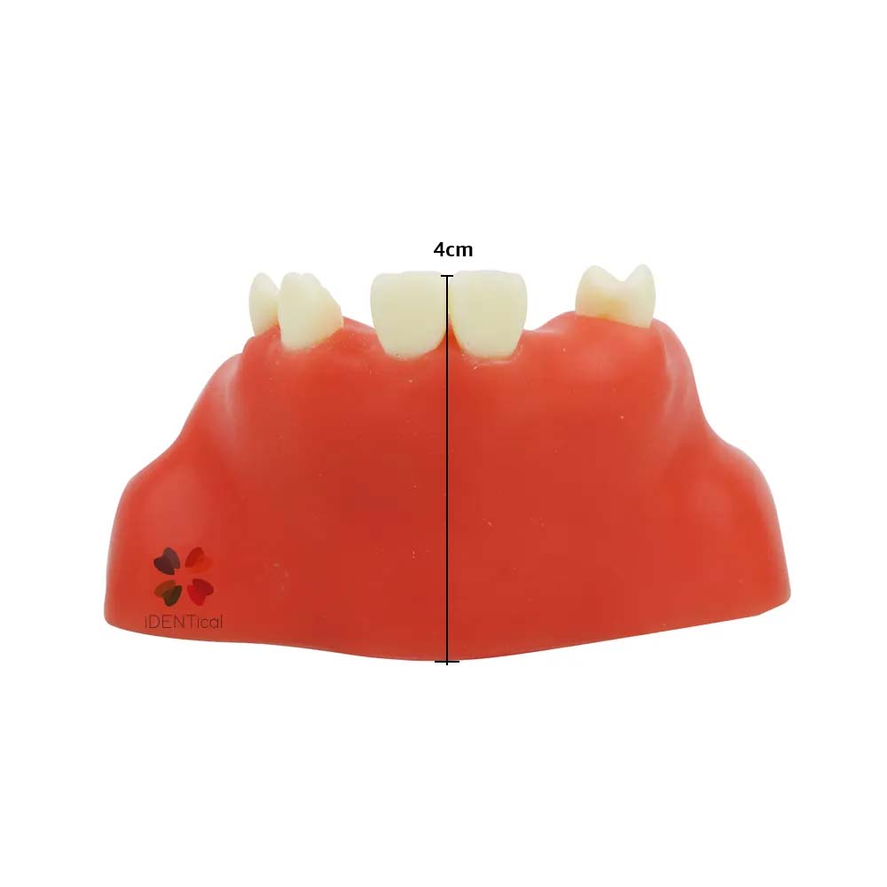iDENTical Dental Sinus Lift Practicing Model M2014