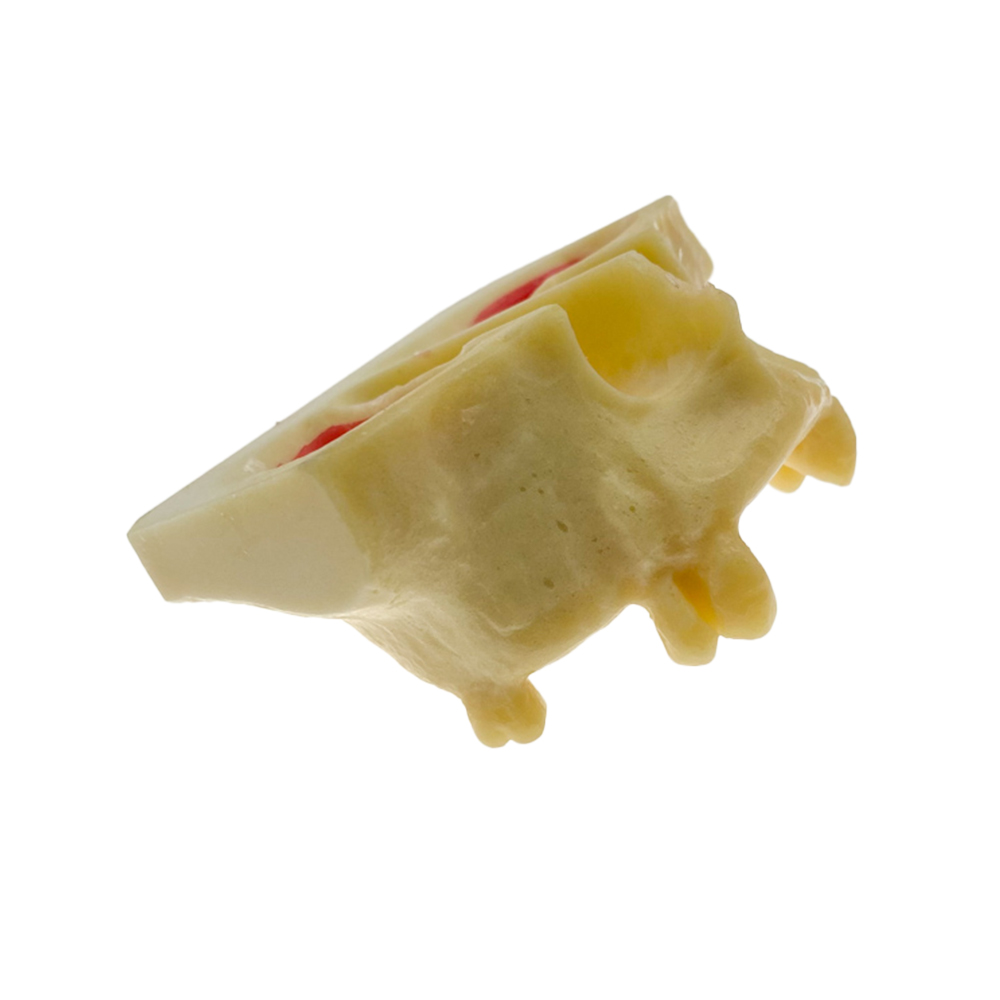 iDENTical Sinus Lift Practice Model M2013F