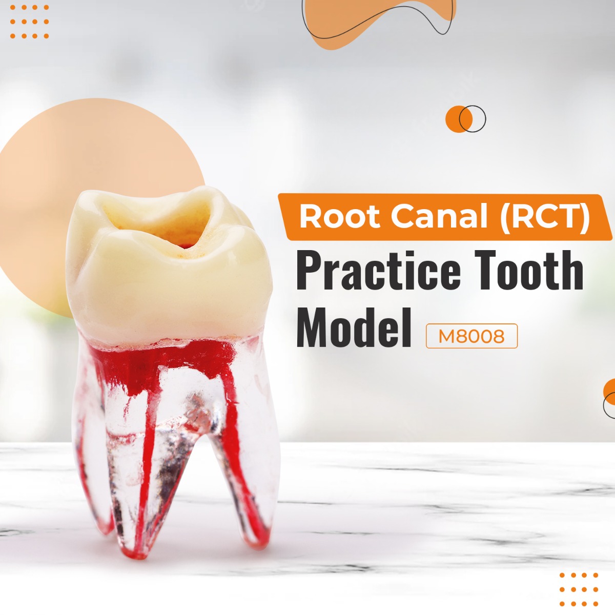 iDENTical Root Canal (RCT) Practice Tooth Model - M8008