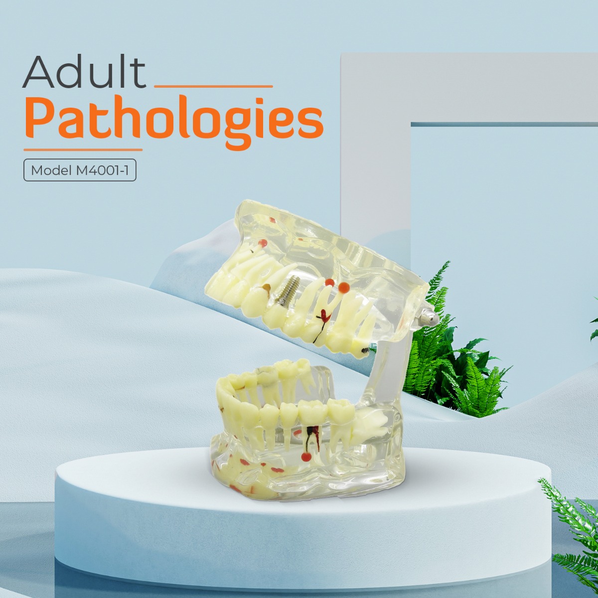 iDENTical Adult Pathologies Model M4001-1