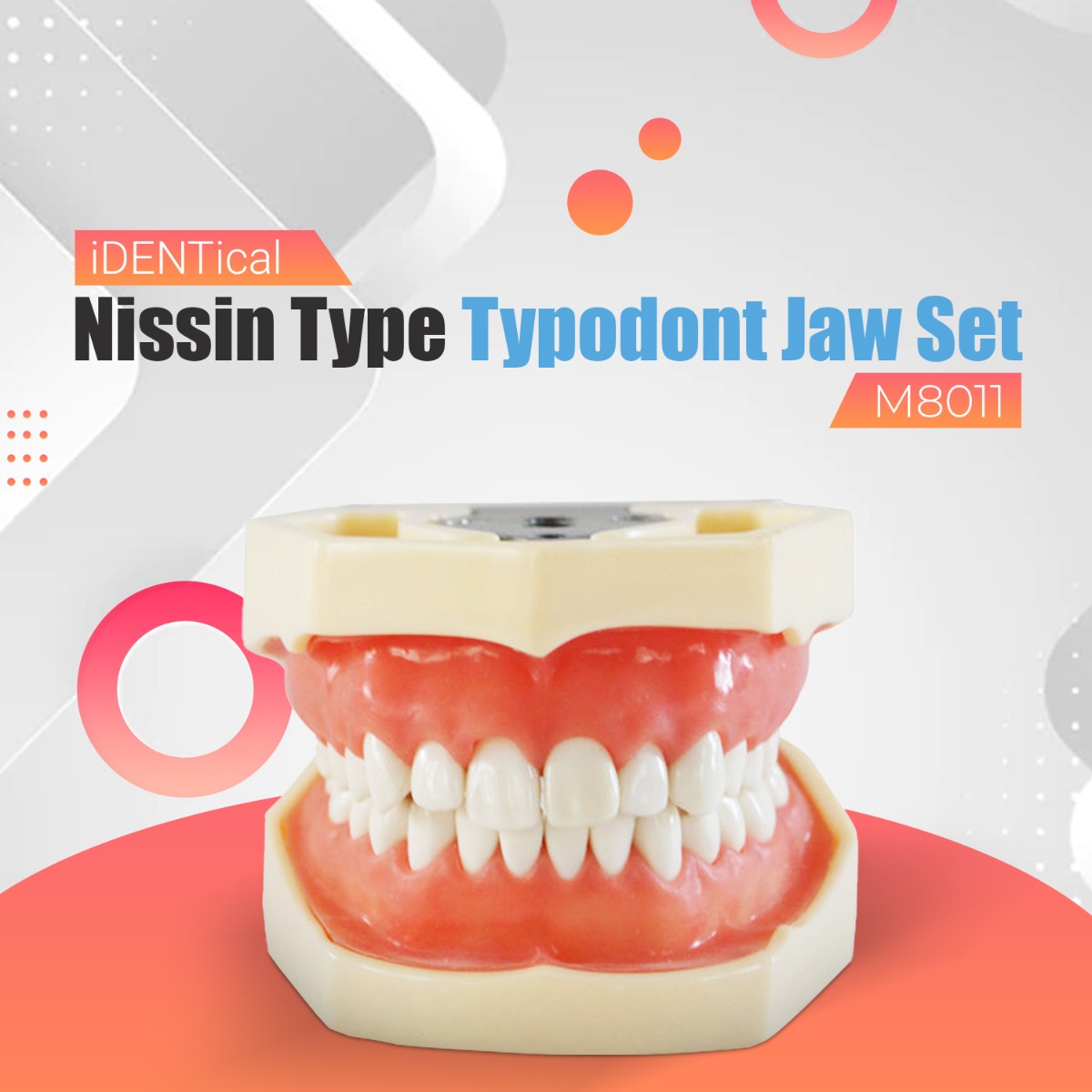 iDENTical Nissin Type Typodont Jaw Set M8011	