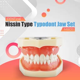 iDENTical Nissin Type Typodont Jaw Set M8011	 - 12