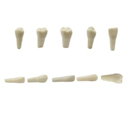 API Typodonts Individual B561 - Adult Size - 6