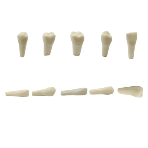API Typodonts Individual B561 - Adult Size