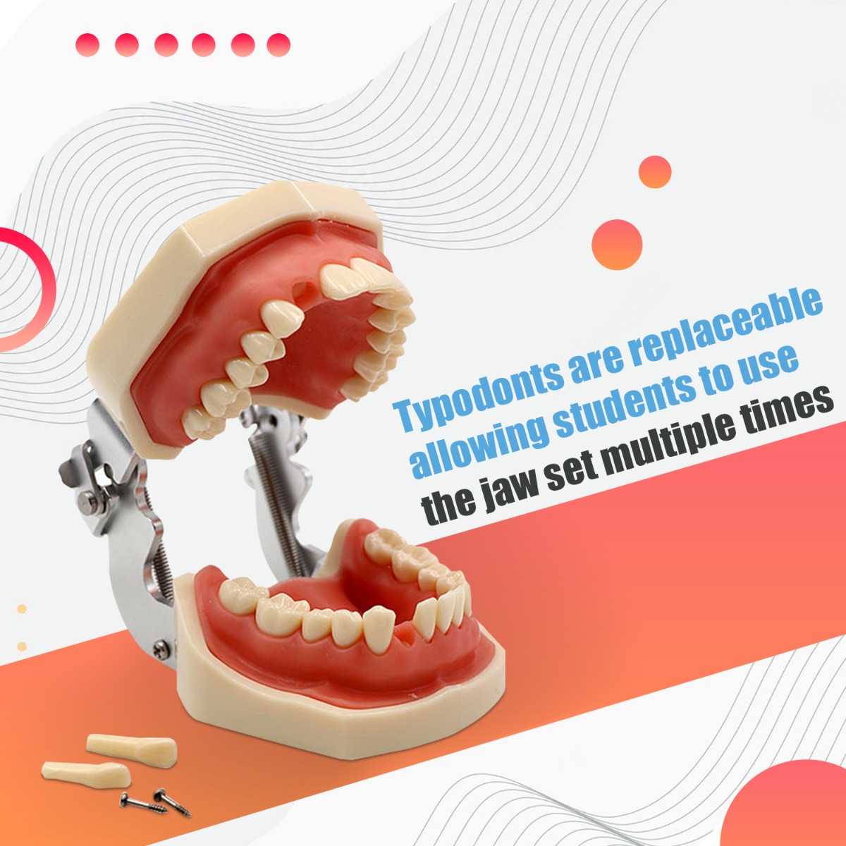 iDENTical Nissin Type Typodont Jaw Set M8011	